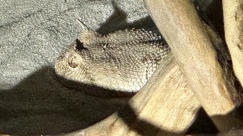 Aufgrund der nicht vorliegenden Genehmigung wurden die Wüsten-Hornvipern von den Beamten beschlagnahmt und an die Auffangstation für Reptilien in München übergeben.