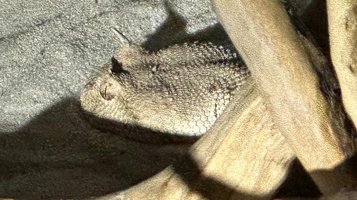 Aufgrund der nicht vorliegenden Genehmigung wurden die Wüsten-Hornvipern von den Beamten beschlagnahmt und an die Auffangstation für Reptilien in München übergeben.