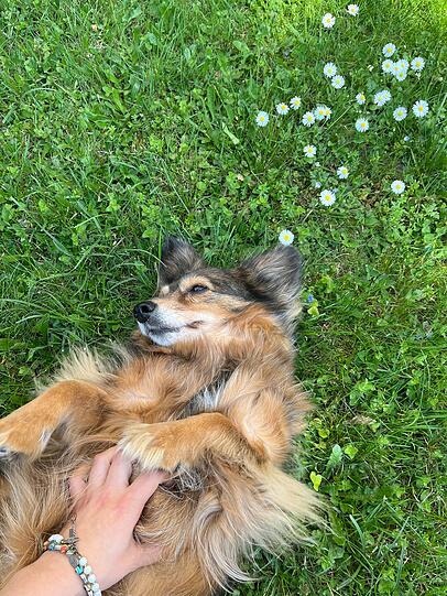 Bambi: Sie ist so eine Prinzessin und bildschön germanys next dog model.