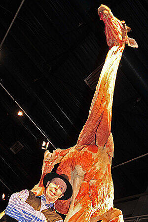 Hagens ist stolz auf das das bislang weltgrößte Plastinat, ein 800 Kilo schweres und über fünf Meter hohes Giraffenmännchen.