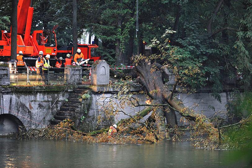 Einsatzfotos der Feuerwehr: Ein Baum stürzt in die Isar. Die Einsatzkräfte bergen die große Kastanie mit einem Kran