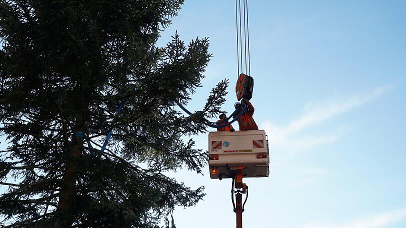 Der Baum steht von alleine, die Sicherungen braucht's nicht mehr.