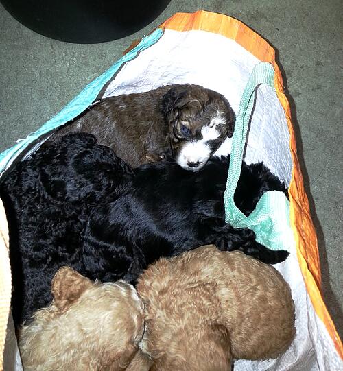 Die fünf Hunde-Babys sind inzwischen in Sicherheit im Münchner Tierheim