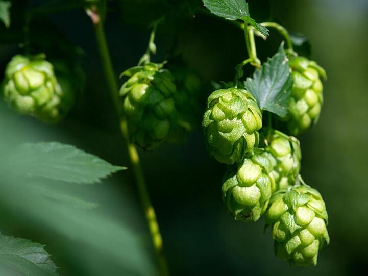 Hopfendolden sind auf einem Hopfenfeld zu sehen. Foto: Sven Hoppe/dpa