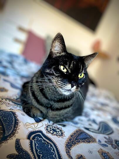 Merlin