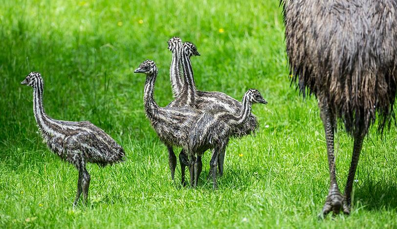 Die frechen Emu-Küken werden traditionell vom Papa aufgezogen.