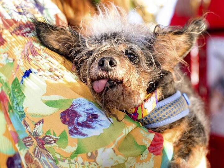 "Scamp the Tramp" ruht sich nach seinem Sieg beim World's Ugliest Dog Contest auf dem Arm seiner Frauchen aus.