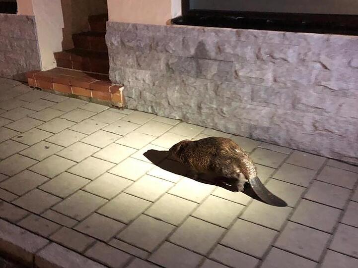 Ein Biber läuft an einer Straße entlang. Foto: -/Polizeipräsidium Mittelfranken/dpa