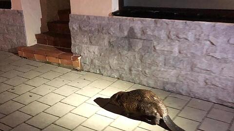 Ein Biber läuft an einer Straße entlang. Foto: -/Polizeipräsidium Mittelfranken/dpa