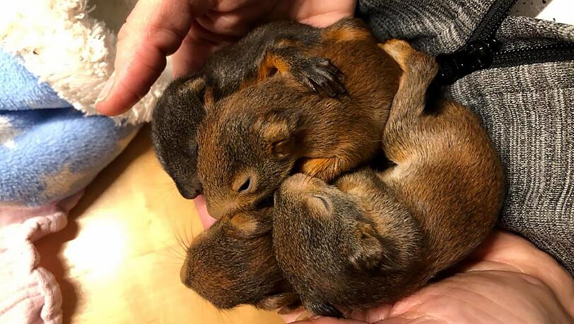 Diese vier Eichhörnchen-Babys wurden von der Landshuter Feuerwehr gerettet. Ihre Mutter wurde von einem Auto überfahren. Diese vier Eichhörnchen-Babys wurden von der Landshuter Feuerwehr gerettet. Ihre Mutter wurde von einem Auto überfahren.