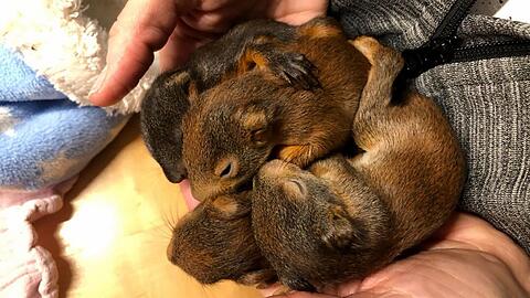 Diese vier Eichhörnchen-Babys wurden von der Landshuter Feuerwehr gerettet. Ihre Mutter wurde von einem Auto überfahren.