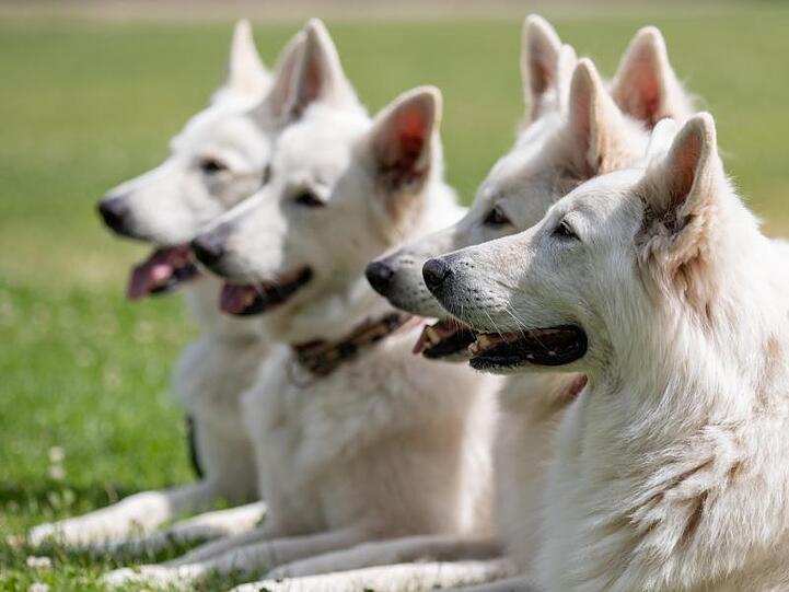 Weiße Schweizer Schäferhunde liegen beim Pressetermin zur Internationalen Rassehunde-Ausstellung "Cacib 2019" auf einer Wiese. Foto: Daniel Karmann