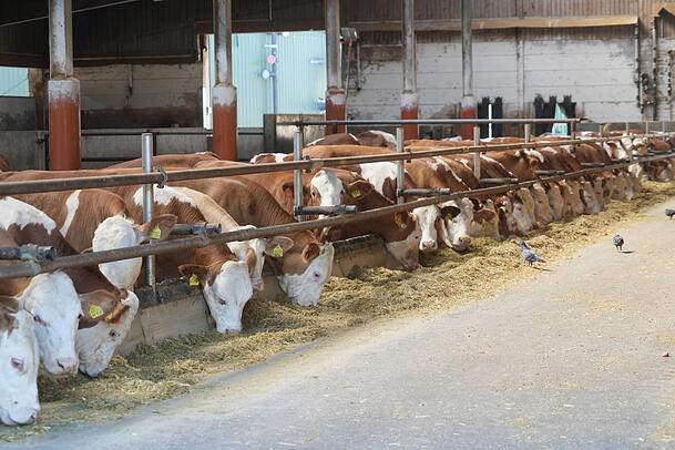Their day consists mainly of one activity: eating. Their day consists mainly of one activity: eating.