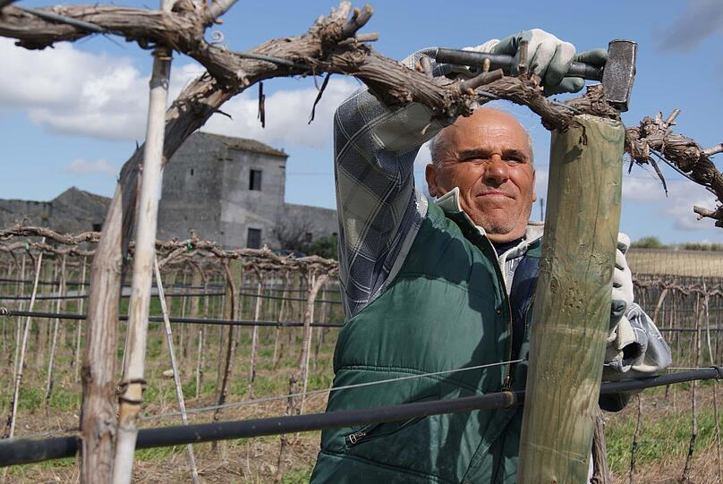Sizilien: Beim Weingut Cristo di Campobello di Licata werden Reben fixiert.