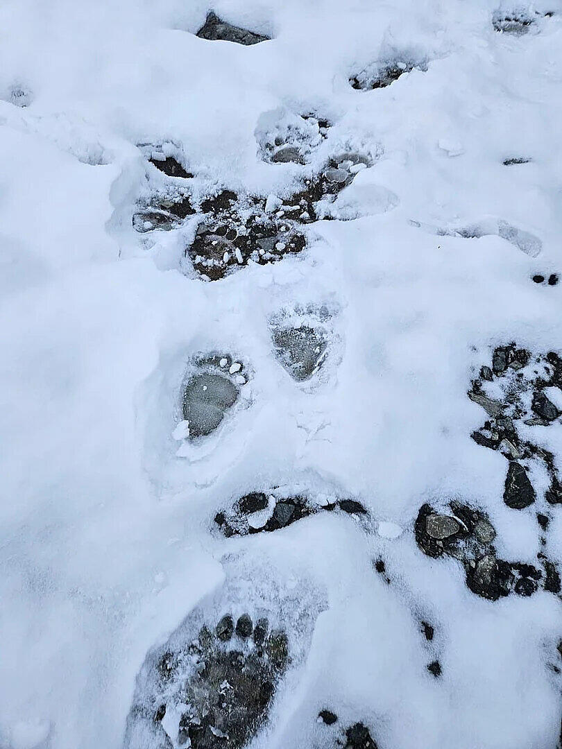 Bärenspuren in Tirol. Bärenspuren in Tirol.