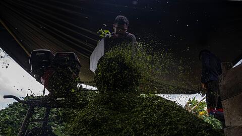 Kolumbien ist der gr&ouml;&szlig;te Kokainproduzent der Welt. (Archivbild)