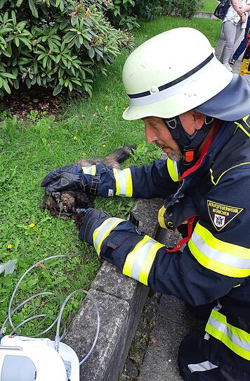 Die Feuerwehr hat acht Katzen aus einer brennenden Wohnung in Bogenhausen gerettet.