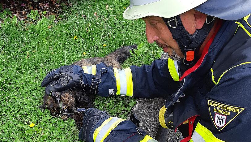 Die Feuerwehr hat acht Katzen aus einer brennenden Wohnung in Bogenhausen gerettet. Die Feuerwehr hat acht Katzen aus einer brennenden Wohnung in Bogenhausen gerettet.