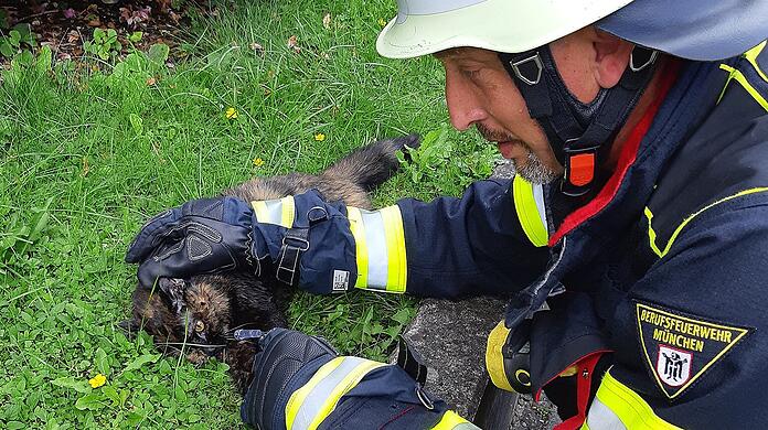 Die Feuerwehr hat acht Katzen aus einer brennenden Wohnung in Bogenhausen gerettet.