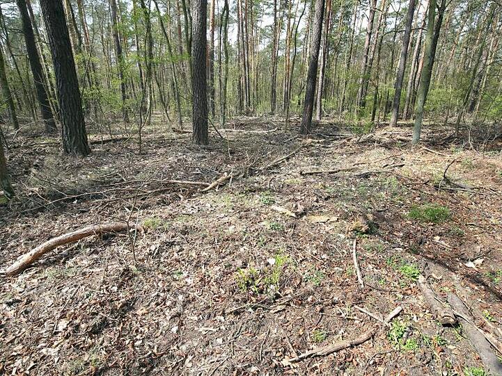 Ausgetrockneter mit Reisig bedeckter Boden in einem Waldgebiet. Foto: Wolfgang Kumm/dpa