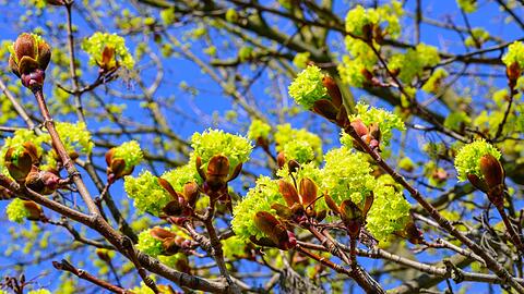 Tags&uuml;ber soll es freundlich werden. (Symbolbild)