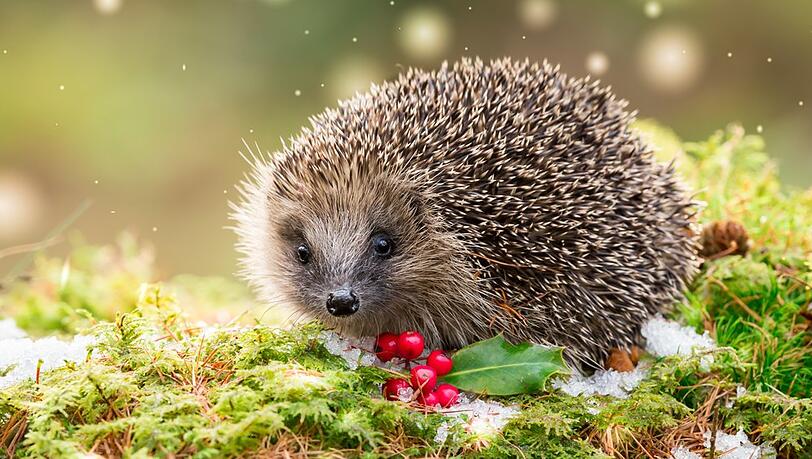 Igel brauchen bei Kälte ein geeignetes Versteck.