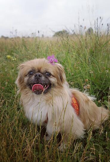 Rosie