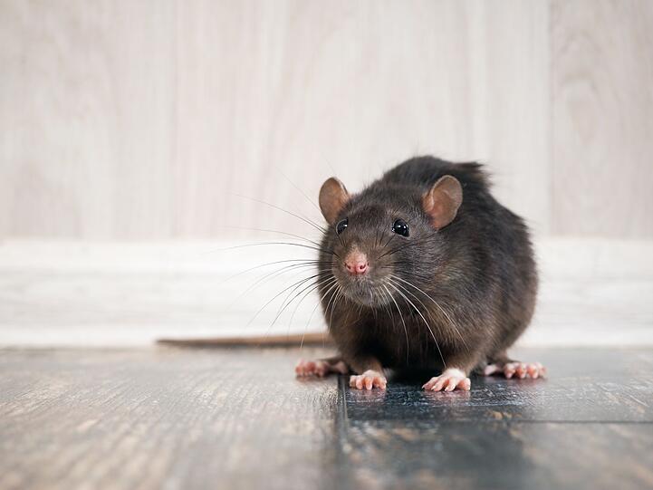 Um ein ganz anderes flaues Empfinden in der Magengegend geht es, wenn sich auf Hindi größere Tiere hindurchbewegen: "Pet mein chuhe daudna" sagt man in Indien, Ratten laufen durch den Magen, um sozusagen einen "Bärenhunger" zu beschreiben. Um ein ganz anderes flaues Empfinden in der Magengegend geht es, wenn sich auf Hindi größere Tiere hindurchbewegen: "Pet mein chuhe daudna" sagt man in Indien, Ratten laufen durch den Magen, um sozusagen einen "Bärenhunger" zu beschreiben.