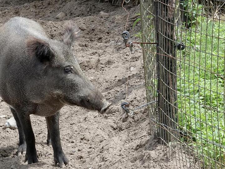 Dänemark startet am 28.01.2019 mit dem Bau eines Wildschweinezauns entlang der deutsch-dänischen Grenze.