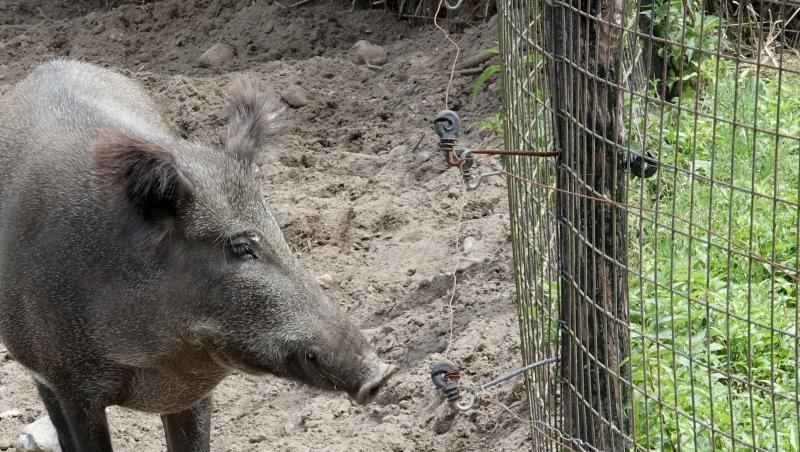 Dänemark startet am 28.01.2019 mit dem Bau eines Wildschweinezauns entlang der deutsch-dänischen Grenze. Dänemark startet am 28.01.2019 mit dem Bau eines Wildschweinezauns entlang der deutsch-dänischen Grenze.
