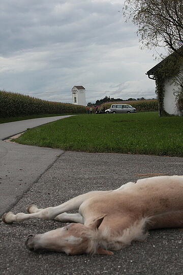 Wurde nicht alt: das drei Monate junge Pony in Garching an der Alz.