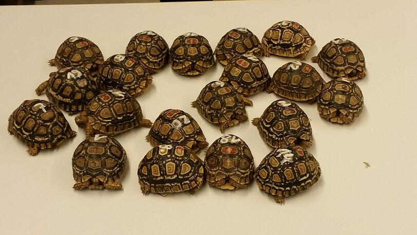 Sie sind am Montag in der Auffangstation eingezogen: 20 geschützte Pantherschildkröten, die in einem der Transporter entdeckt wurden, mit denen auch 217 Welpen illegal nach Bayern eingeführt wurden. Noch sind die Reptilien nicht einmal faustgroß &ndash; ausgewachsen wiegt jede einzelne bis zu 30 Kilo.