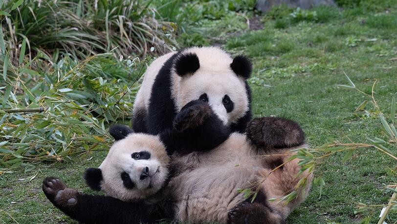 Abschied: Panda-Brüder verlassen bald Berliner Zoo