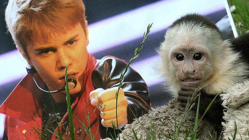 Affentheater: Justin Bieber hatte keine Papiere für das Tier, deshalb wurde es ihm 2013 am Münchner Flughafen weggenommen.