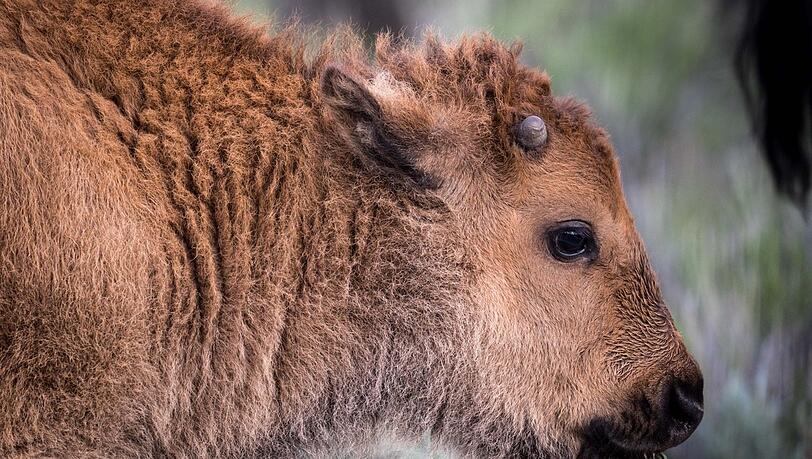 Schüsse nicht nur im Wilden Westen: Bisonbaby in Nordamerika.
