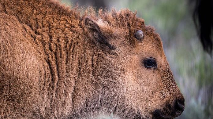 Schüsse nicht nur im Wilden Westen: Bisonbaby in Nordamerika.