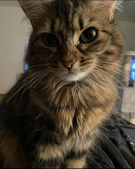 Mauki