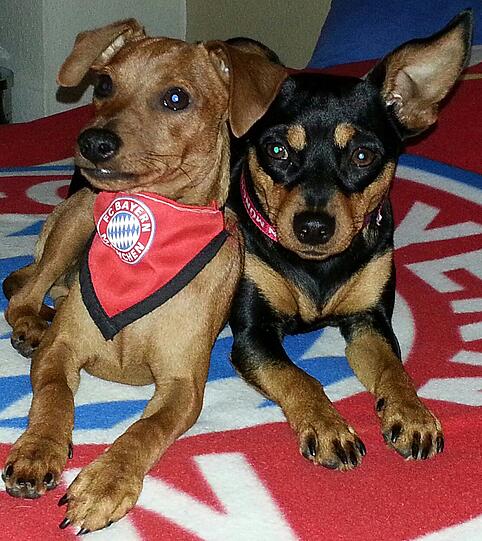 Die acht neugeborenen Zwergpinscher - ihre Eltern Lotte und Willi sind stolz auf den Nachwuchs.