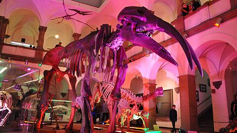 Paläontologisches Museum: Der Urelefant von Mühldorf.