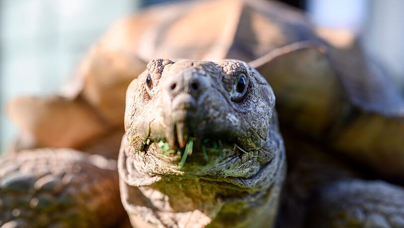 Spornschildkröten sind die größten auf dem Festland lebende Landschildkrötenart Afrikas. (Symbolbild) Spornschildkröten sind die größten auf dem Festland lebende Landschildkrötenart Afrikas. (Symbolbild)