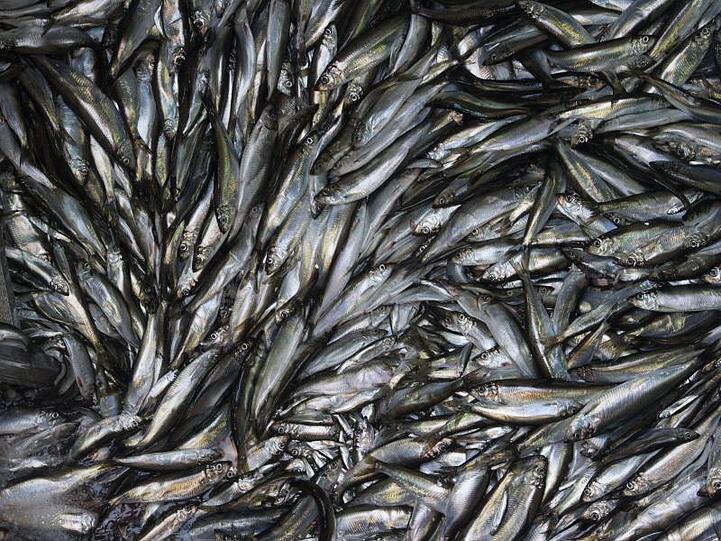 Heringe an Bord eines Fischkutters. Deutsche Ostsee-Fischer müssen sich im kommenden Jahr auf deutliche Einschränkungen einstellen.