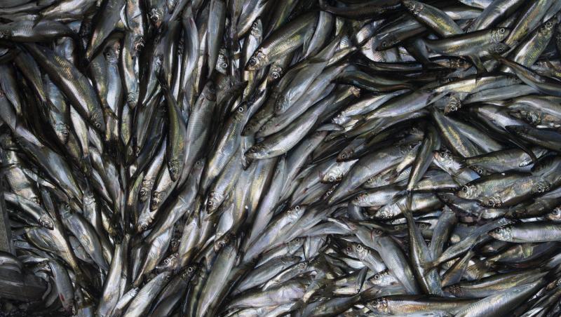 Heringe an Bord eines Fischkutters. Deutsche Ostsee-Fischer müssen sich im kommenden Jahr auf deutliche Einschränkungen einstellen. Heringe an Bord eines Fischkutters. Deutsche Ostsee-Fischer müssen sich im kommenden Jahr auf deutliche Einschränkungen einstellen.