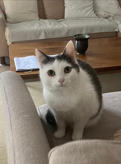 Kitty