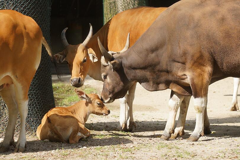 Die Banteng-Familie hat mit dem Nachwuchs jede Menge Trubel auf der Anlage. Sie niedlichen Bilder...
