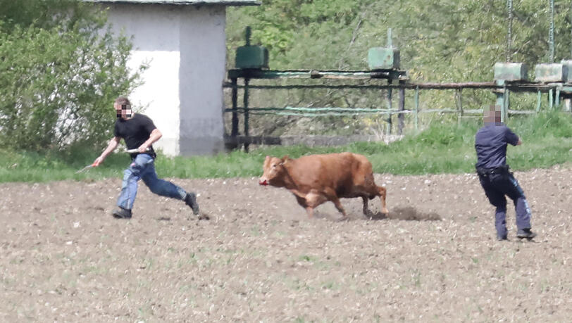 Zwei der Kühe mussten erlegt werden.