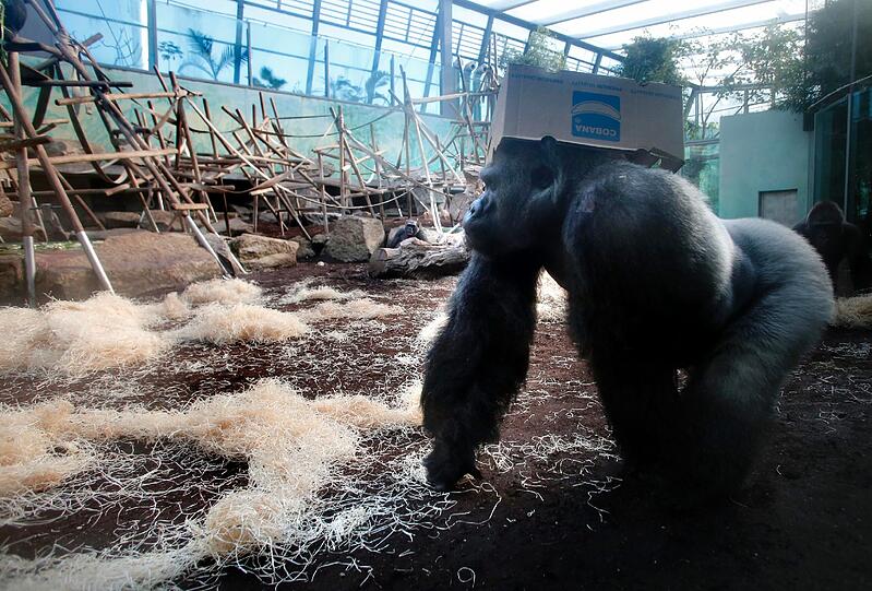 Gorilla-Dame Bagira: Sie ist das ranghöchste Weibchen und eine imposante Erscheinung. Als  siebenfache, erfahrene Mutter geht sie aber sehr behutsam mit dem kleinen Fellknäuel um.