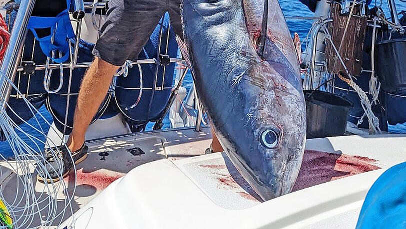 Auf der Segelfahrt zurück nach Europa hat Thilo Thum zusammen mit seinem Kumpel Clemens einen 50 Kilogramm schweren Großaugen-Thun geangelt. "Big Game Fishing" nennt sich das. Auf der Segelfahrt zurück nach Europa hat Thilo Thum zusammen mit seinem Kumpel Clemens einen 50 Kilogramm schweren Großaugen-Thun geangelt. "Big Game Fishing" nennt sich das.
