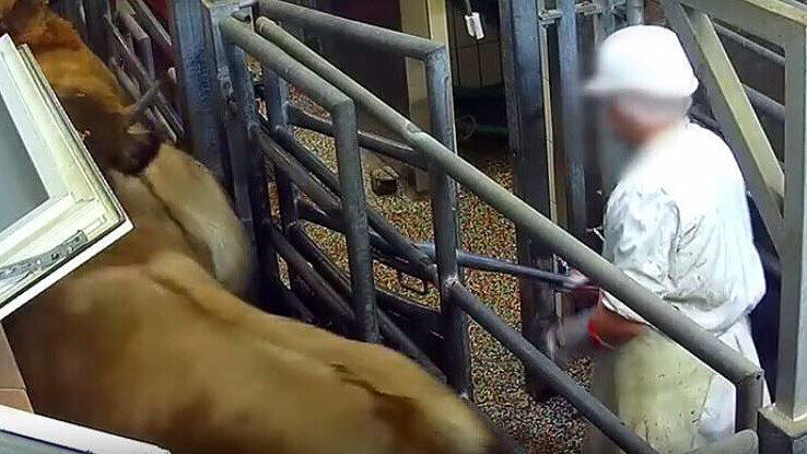 Die Aufnahmen der "SOKO Tierschutz" offenbaren die Grausamkeiten im Schlachtbetrieb.