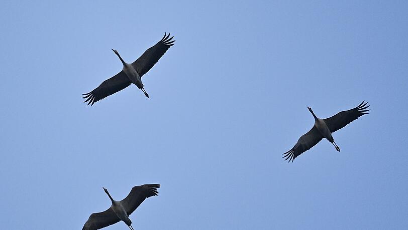 In Bayern gibt es aktuell etwa 50 Kranichpaare. Auch sie machen sich für den Winter auf den Weg in den Süden. (Symbolbild) In Bayern gibt es aktuell etwa 50 Kranichpaare. Auch sie machen sich für den Winter auf den Weg in den Süden. (Symbolbild)