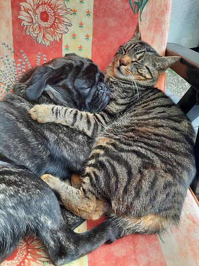 Mops Prinz Balduin und Kater Midas (EKH)